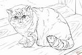 Cat Coloring Pages Shorthair Exotic British Printable Cats Drawing sketch template