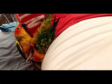 sun conures parrots youtube