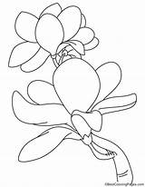 Magnolia Blooming Coloring Bestcoloringpages sketch template