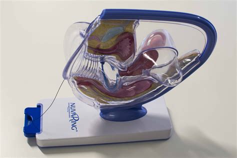 modelo anatomico de utero sistema de informacion ugr