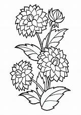 Coloring Pages Marigold Plant Flower sketch template
