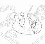 Sloth Paresseux Sloths Faultier Ausmalbilder Supercoloring Leniwiec Kolorowanki Easy Colouring Ausmalen Faultiere Tiere Kolorowanka Zentangle Coloringbay Kostenlose Zeichnen Prehistoric Sylwetki sketch template