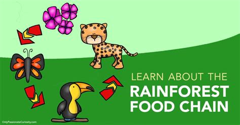 learn   rainforest food chain  passionate curiosity