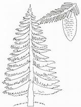 Coloring Pages Trees Tree Pine Drawing Printable Spring Template Coniferous Drawings Getcolorings Print Color Pencil Getdrawings sketch template
