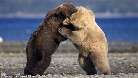 Grizzly Bear Vs Polar Bear Who Will Win