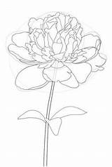 Blumen Zeichnung Pfingstrose sketch template