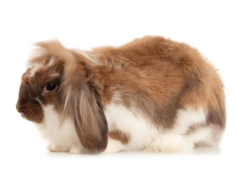 angora for sale rabbits breed information omlet