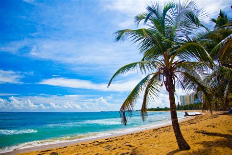 fondo de pantalla semanal playa  palmeras en costa rica iphoneros