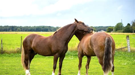 informatie  paarden dierenartsenpraktijk zelhem
