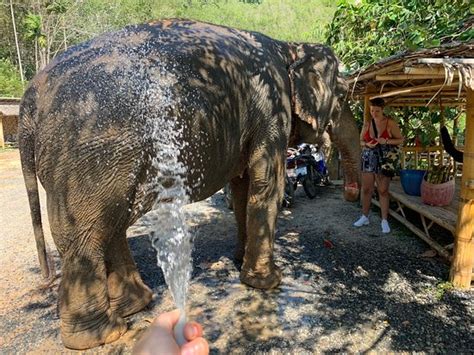 Elephant Jungle Sanctuary Phuket Patong 2019 All You Need To Know