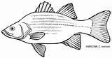 Coloring Pages Bass Dnr Walleye sketch template