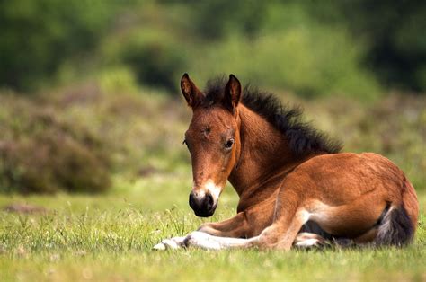 foal baby horses horses beautiful horse pictures