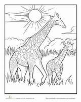 Coloring Pages Animal African Giraffe Baby Savanna Animals Mother Grassland Kids Colouring Color Adult Savannah Drawings Printable Drawing Worksheet Sheets sketch template