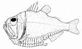 Hatchetfish Giant Fish Hatchet Animals sketch template