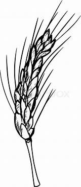 Wheat Drawing Sketch Vector Corn Ear Getdrawings Drawn Cartoon Hand sketch template