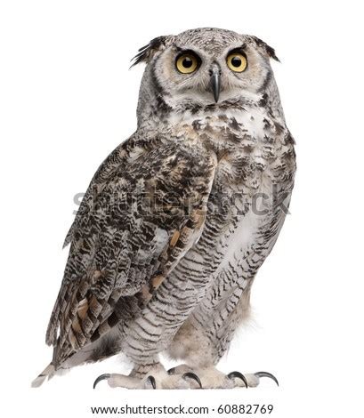 great horned owl bubo virginianus subarcticus  front  white