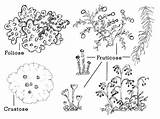 Lichen Fruticose Lichens Labeled sketch template