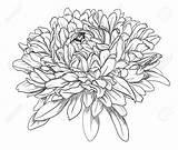 Chrysanthemum Aster Crysanthemum Birth Getdrawings Crisantemo Chrysanthème Fleur Dessins Tatouage sketch template