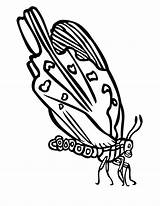 Butterfly Coloring Pages Wing sketch template