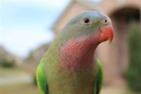 princess parrot aviculture hub