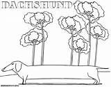 Coloring Dachshund Pages Anggi sketch template