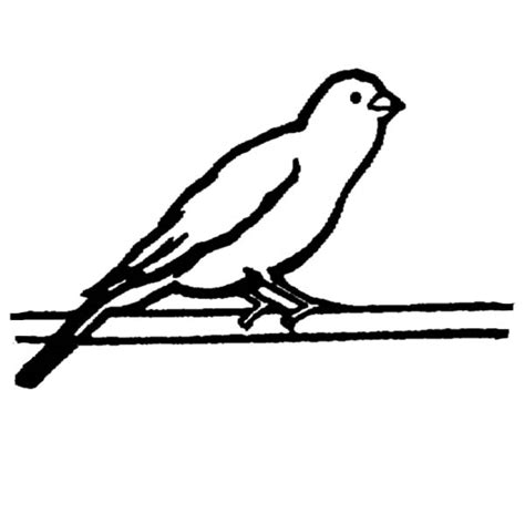wild canary bird coloring pages  place  color