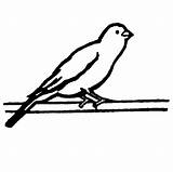 Bird Canary Coloring Pages Branch Standing Tree Wild sketch template