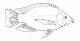 Tilapia Drawing Fish Paintingvalley Drawings sketch template