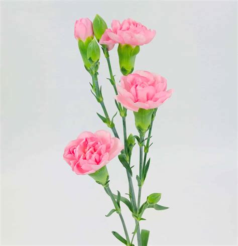 carnation mini light pink wholesale bulk flowers cascade floral