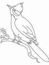 Coloring Nightingale Bird Watching Pages Drawing Outline Bestcoloringpages Printable Designlooter Simple Kids Birds Choose Board sketch template
