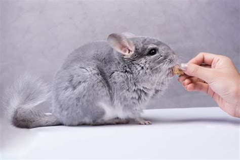 chinchilla eat hamster  rabbit food critters aplenty