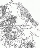 Meadowlark Oregon Clipground Grape sketch template