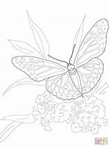 Butterfly Monarch Coloring Pages Intricate Color Printable Ulysses Drawing Dot Getcolorings Print Butterflies Supercoloring sketch template
