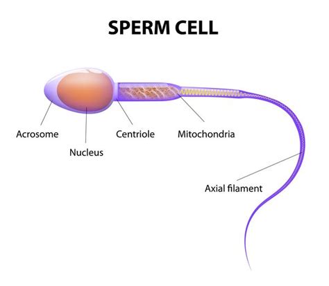 sexual reproduction an overview stages and its process