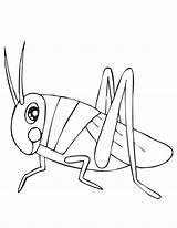 Grasshopper Gafanhoto Grasshoppers Colorindo Gafanhotos Grilos Preschoolcrafts Coloringhome sketch template