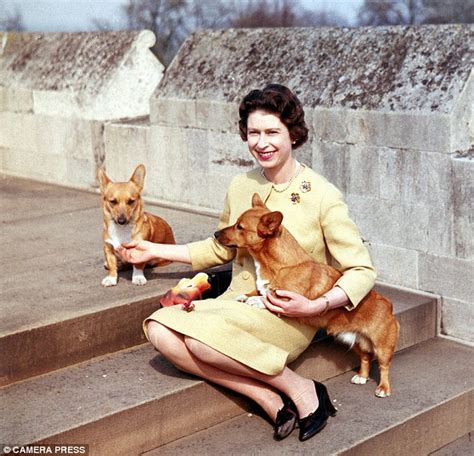 why the queen loves her corgis as much as the rest of the palace hates them daily mail online