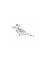 Cuckoo Coloring Guira sketch template