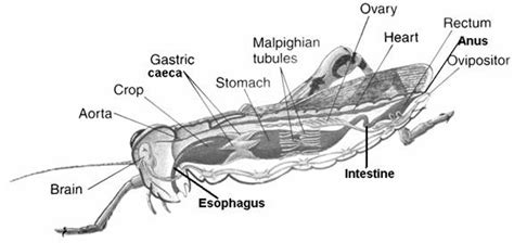 grasshopper anatomy anatomy project