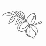 Pecan Tree Getdrawings Drawing Allergy Sinus Texan Center Allergens Learn sketch template