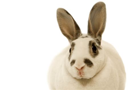 rabbit ear problems archives  healthy pet club