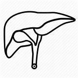 Liver Human Drawing Getdrawings Icon sketch template