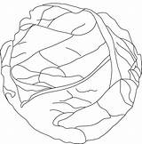 Cabbage Coloring Pages Drawing Lettuce Colouring Fresh Kids Template Popular Templates Getdrawings sketch template