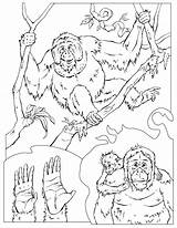 Coloring Pages Chimpanzee Orangutan Drawing Jane Goodall Wildlife Printable Habitat Forest Color Kids Animal Getcolorings Coloringbay Imagination Getdrawings Coloringhome Popular sketch template