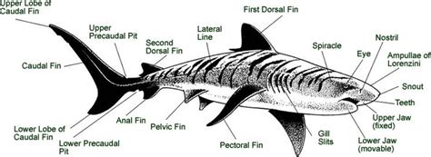 shark external anatomy diagram  key functions