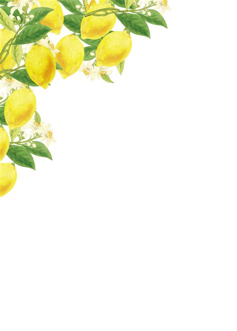 lemon citrus fruit border  stock photo public domain pictures