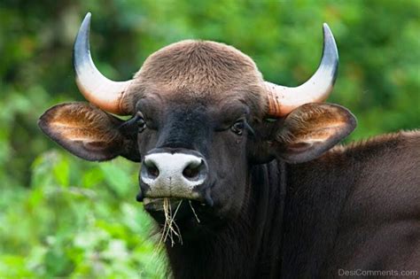 wild animal gaur desicommentscom