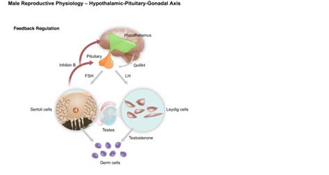 reproduction hypogonadism pathophysiology