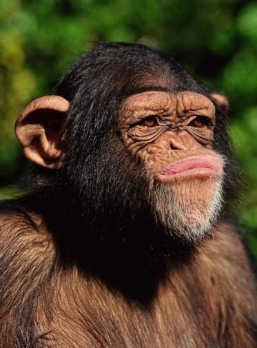 mundo muy curioso descripcion de  mono