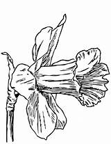 Narciso Colorear Daffodil Daffodils Narcissus sketch template