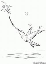 Colibri Malvorlagen Colorkid Fliegen Oiseaux Uccelli Coloriages sketch template